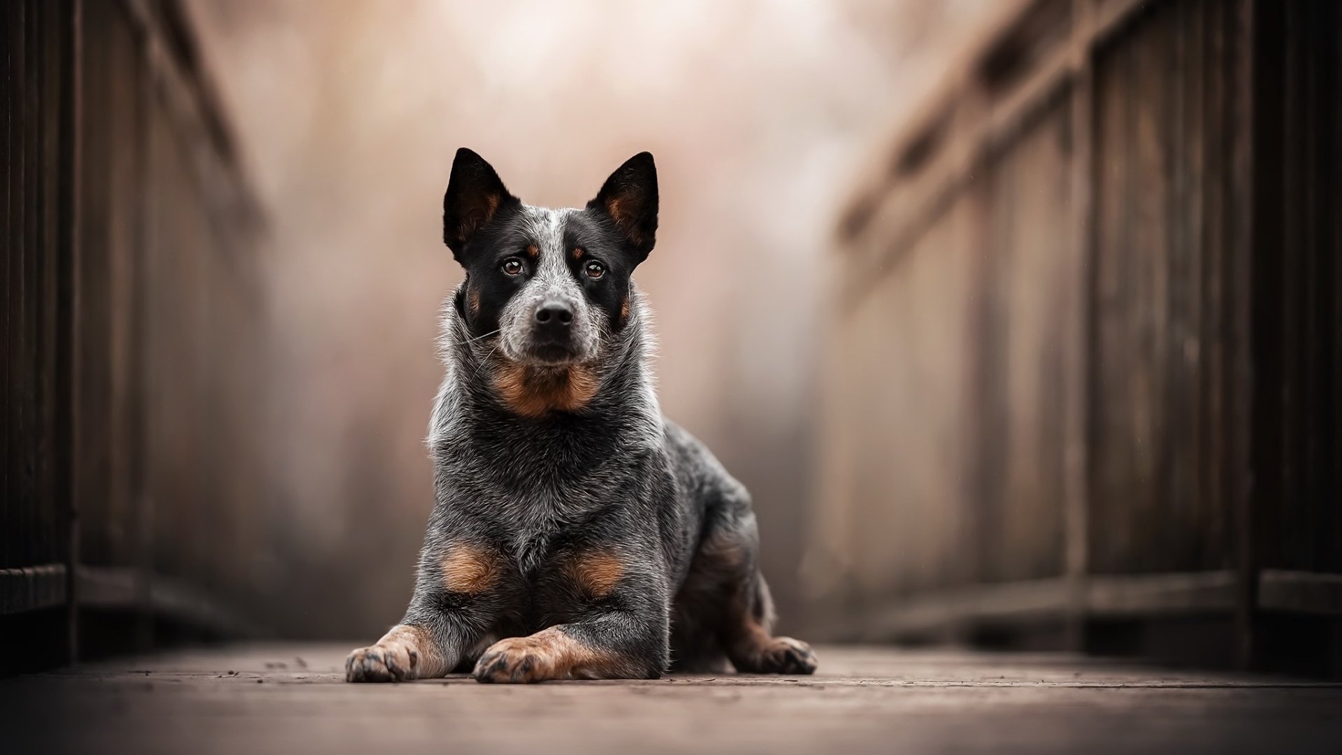 Download Animal Australian Cattle Dog HD Wallpaper