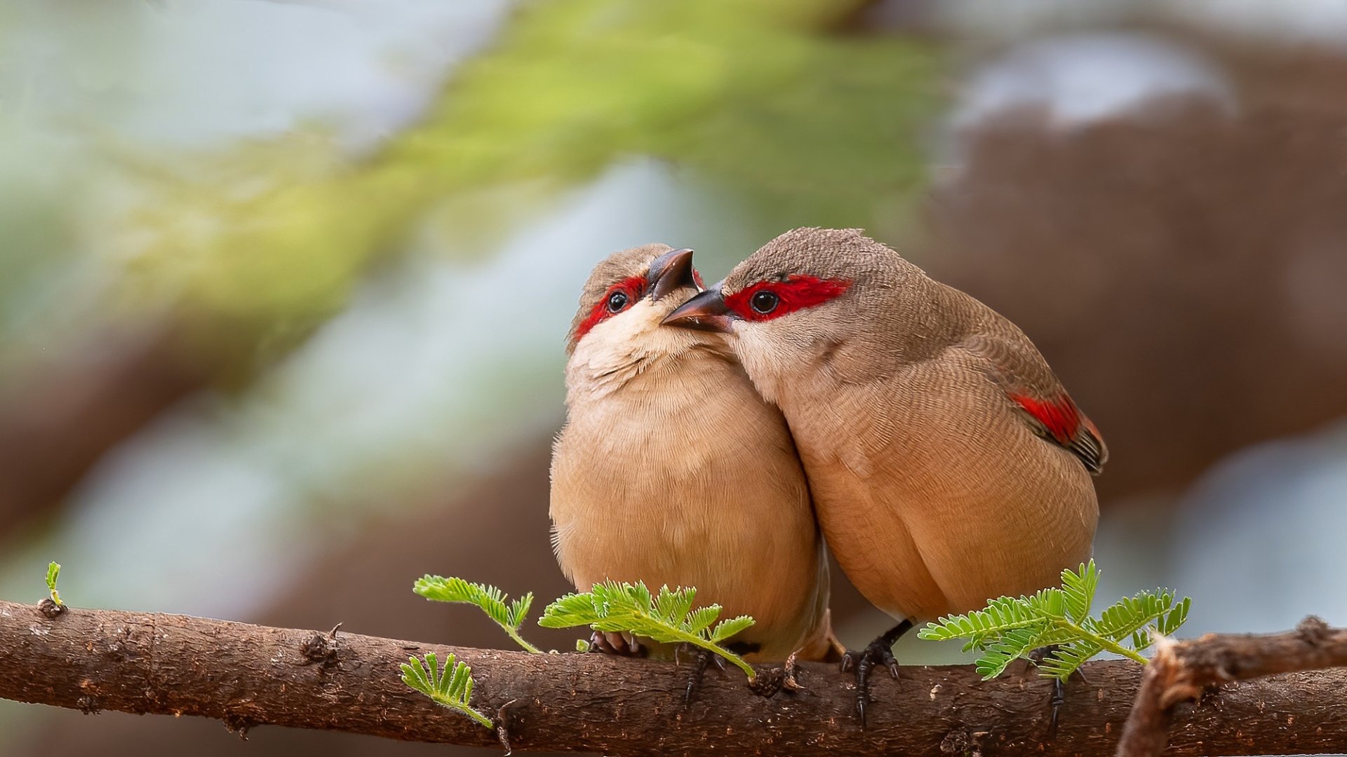 Two crimson-rumped waxbill finches perched closely on a branch, captured in this HD PC desktop wallpaper and background.