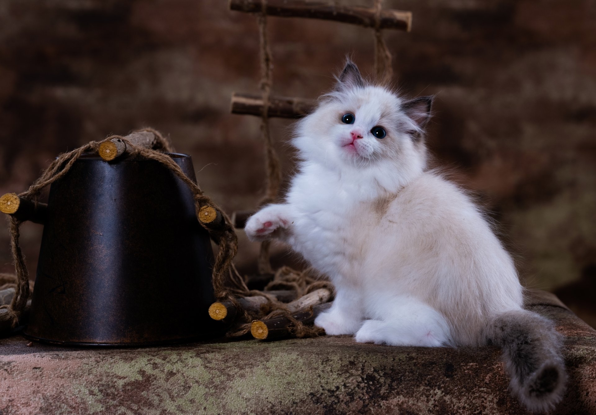 Download Baby Animal Ragdoll Kitten Animal Cat 8k Ultra HD Wallpaper