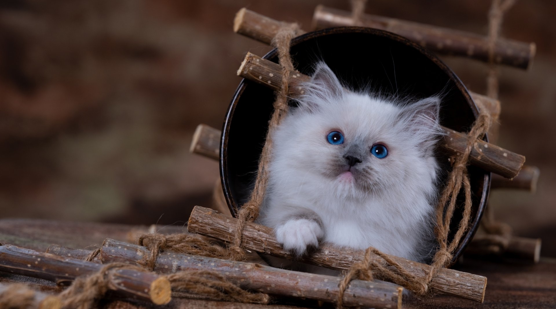 Download Baby Animal Ragdoll Kitten Animal Cat 8k Ultra HD Wallpaper