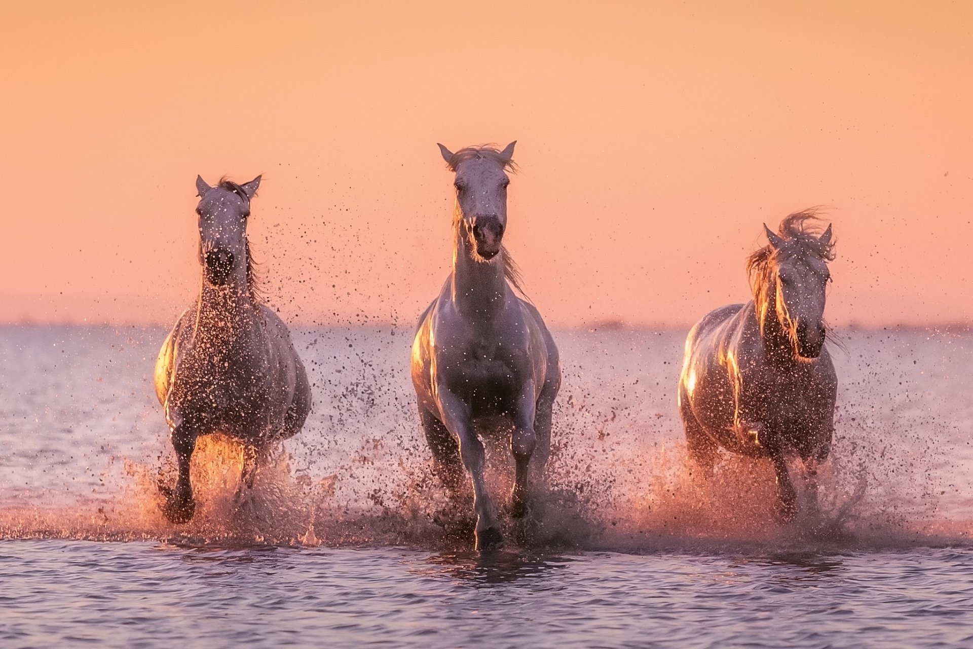 Download Splash Animal Horse HD Wallpaper