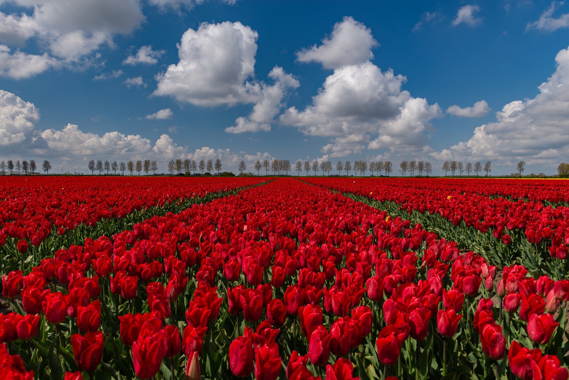 4K Ultra HD Tulip Field: Vibrant Red Blossoms in Nature’s Splendor ...