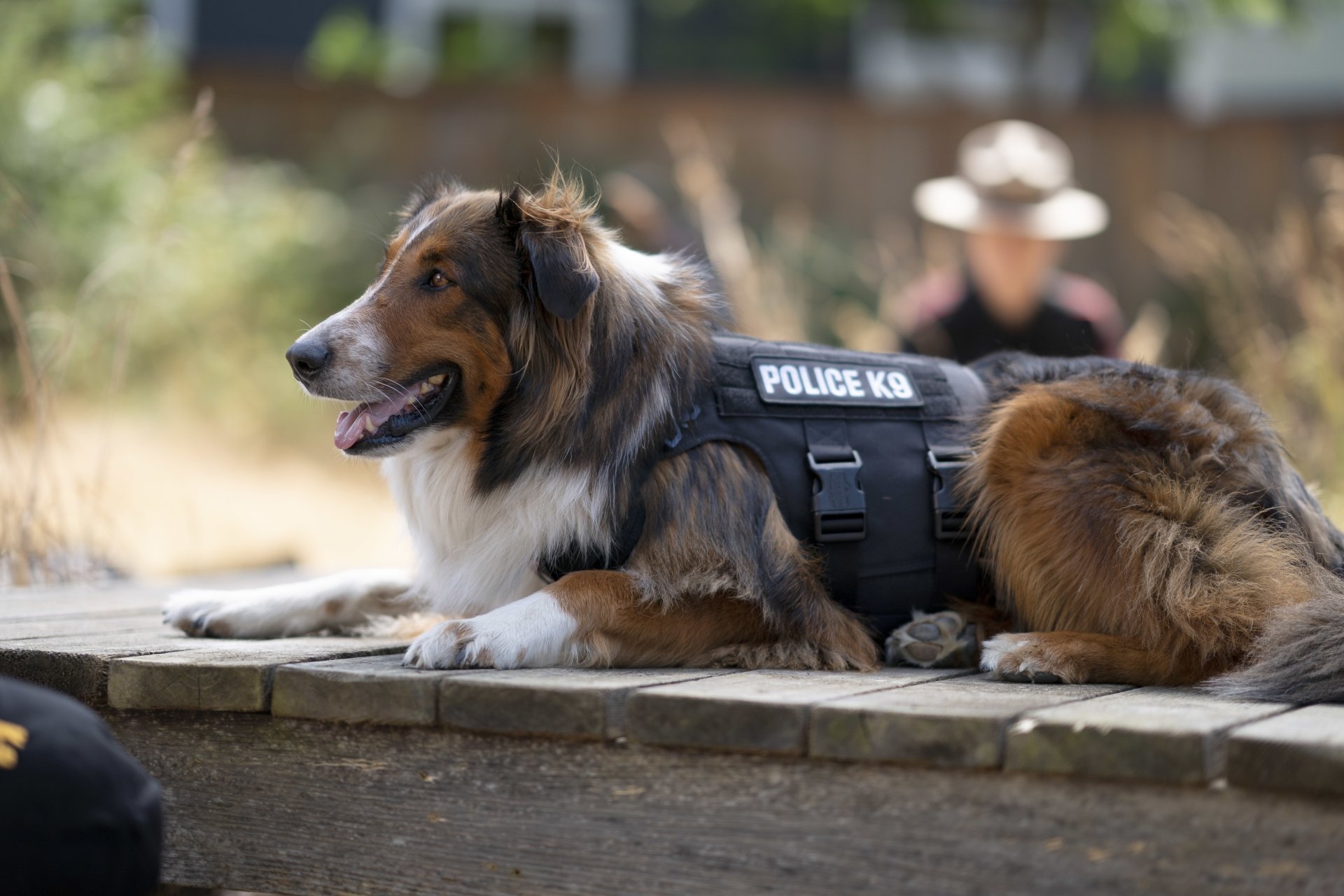 Download Movie Rescued By Ruby 4k Ultra HD Wallpaper