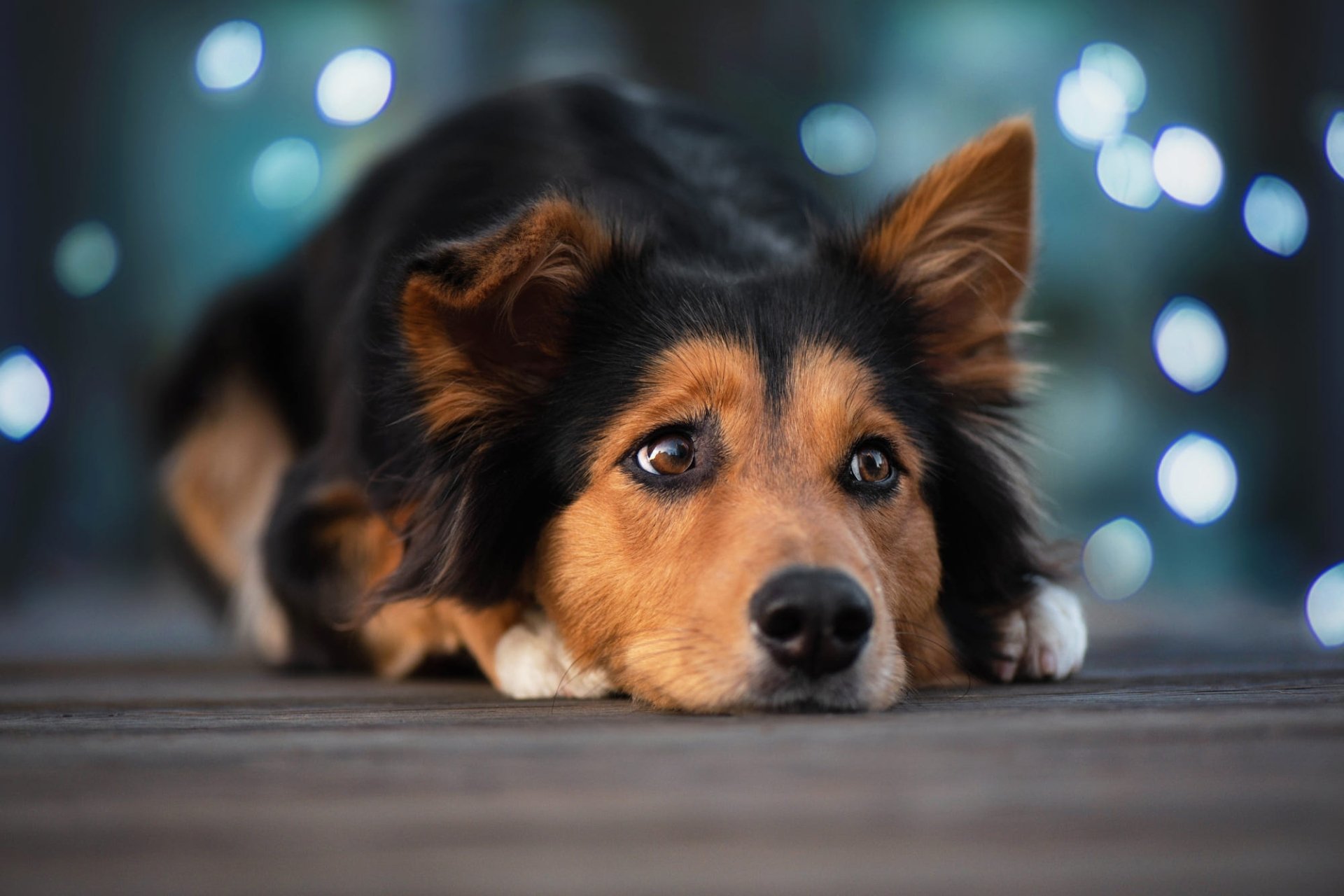 Download Animal Rough Collie HD Wallpaper