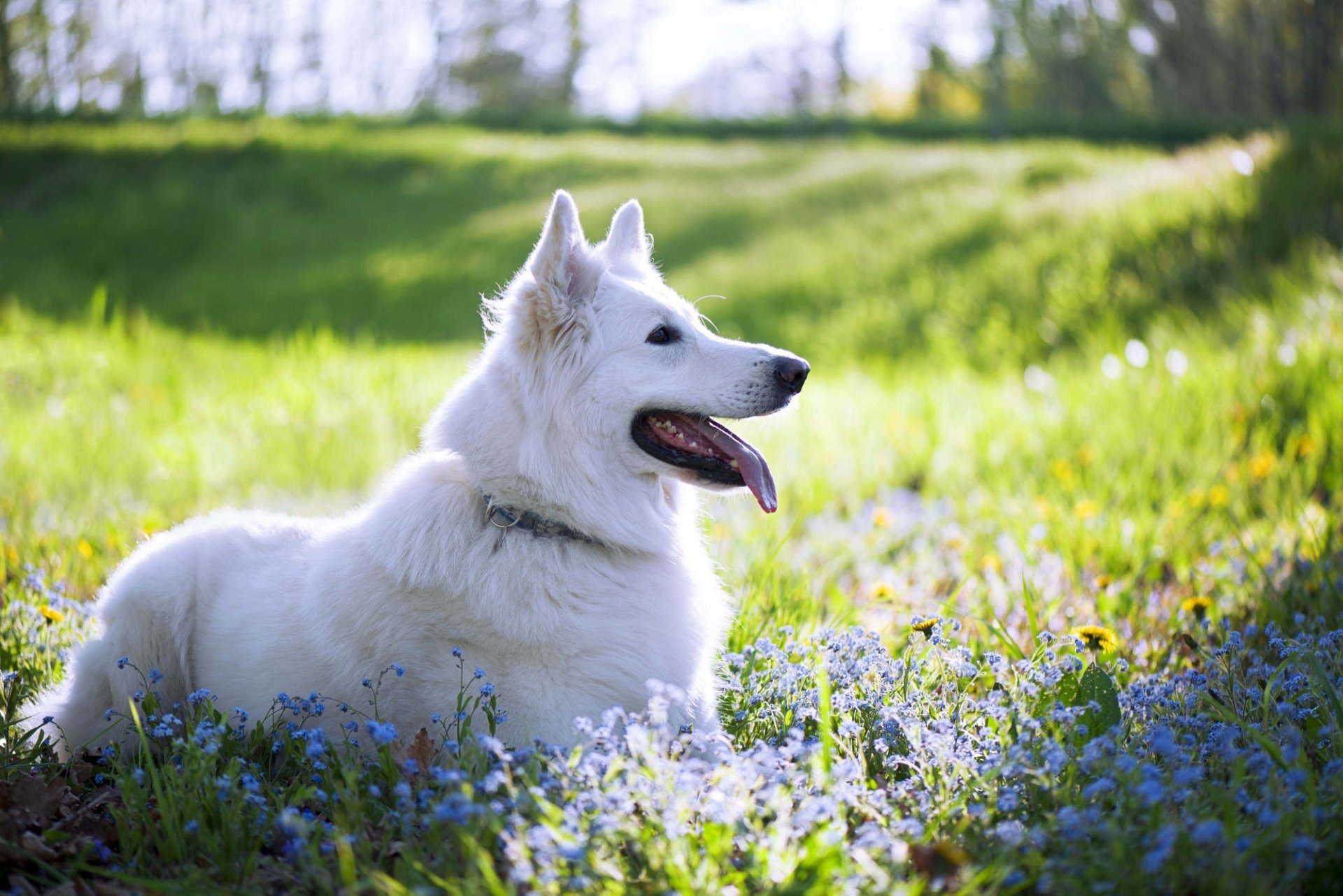 Download Animal Swiss Shepherd HD Wallpaper