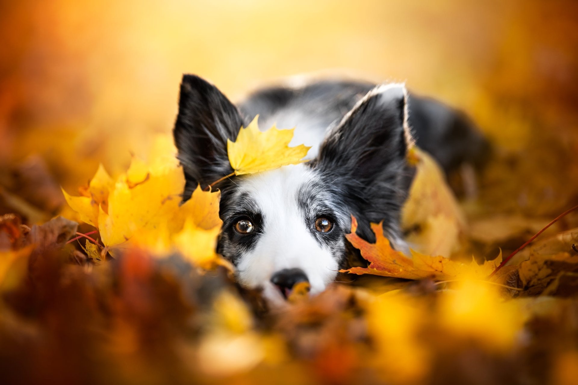 Download Fall Leaf Animal Border Collie HD Wallpaper