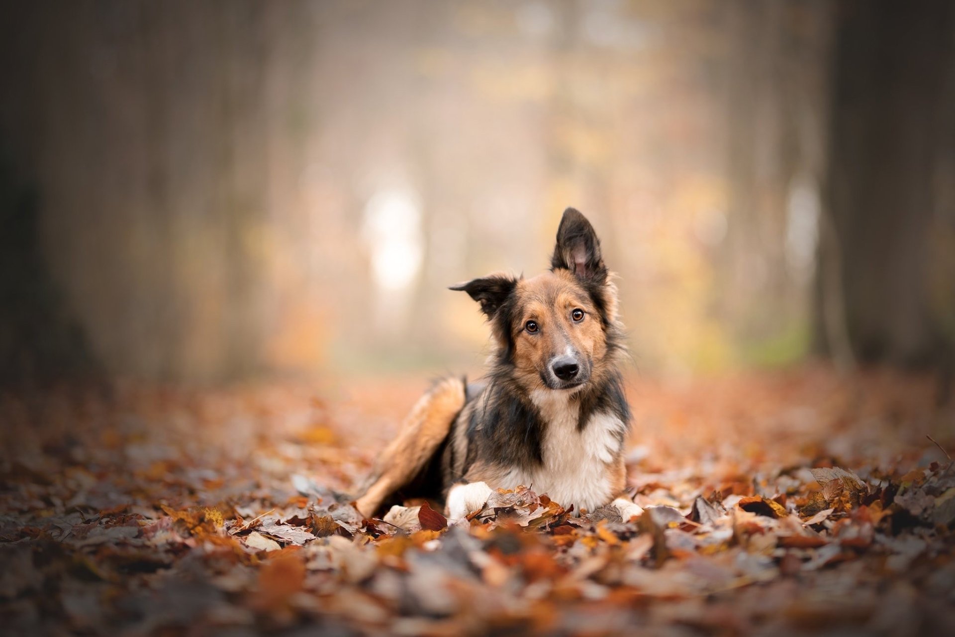 Download Animal Rough Collie HD Wallpaper