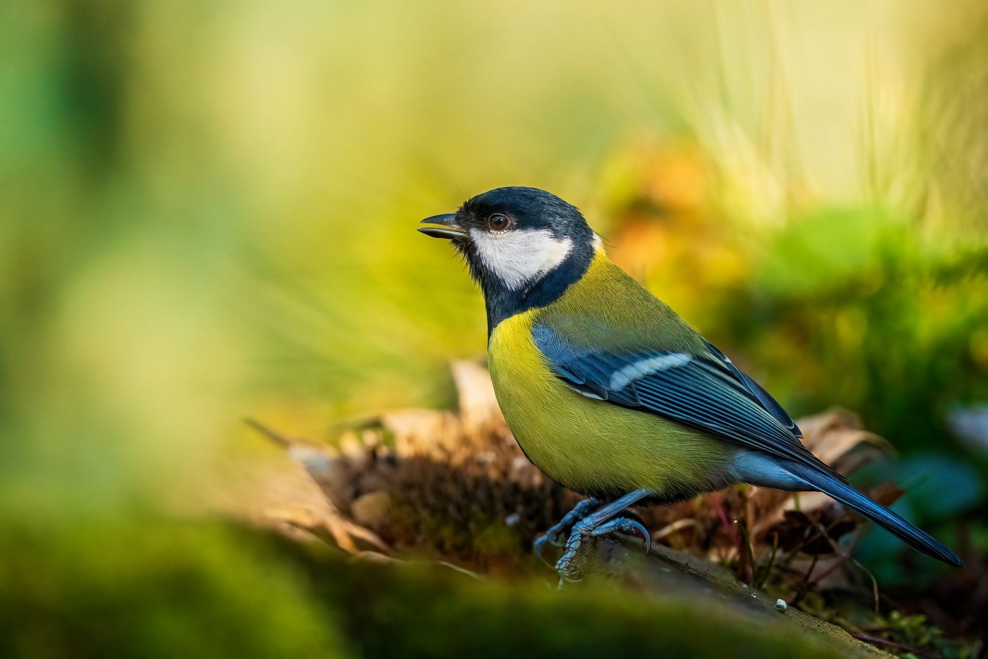 Download Animal Titmouse HD Wallpaper