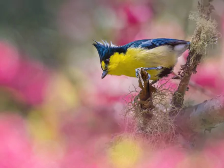 taiwan yellow tit Animal titmouse HD Desktop Wallpaper | Background Image