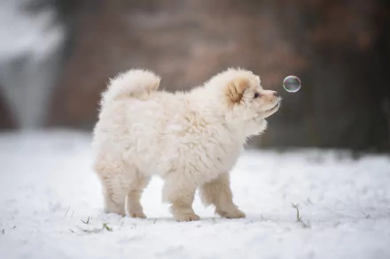 baby animal puppy Animal chow chow HD Desktop Wallpaper | Background Image