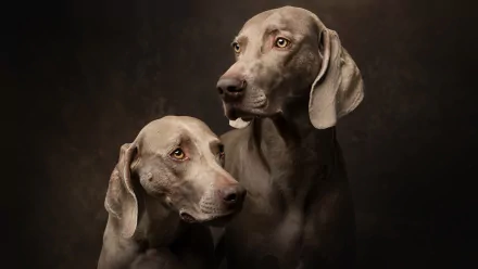 Animal weimaraner HD Desktop Wallpaper | Background Image