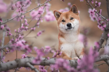 Animal shiba inu HD Desktop Wallpaper | Background Image