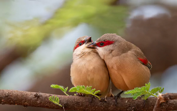 Two crimson-rumped waxbill finches perched closely on a branch, captured in this HD PC desktop wallpaper and background.