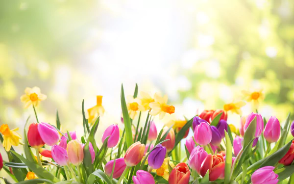 daffodil tulip nature flower HD Desktop Wallpaper | Background Image