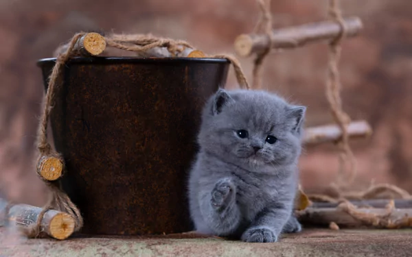 baby animal kitten Animal cat HD Desktop Wallpaper | Background Image