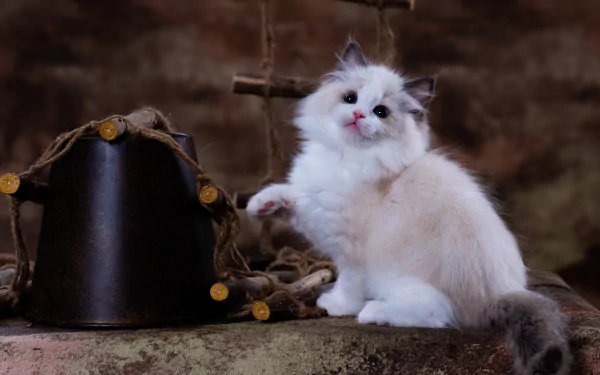 baby animal ragdoll kitten Animal cat HD Desktop Wallpaper | Background Image