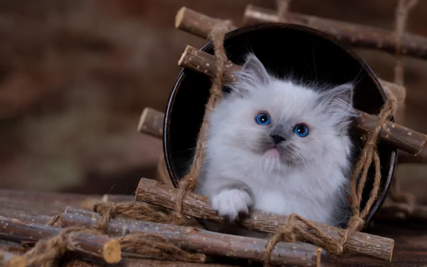 baby animal ragdoll kitten Animal cat HD Desktop Wallpaper | Background Image