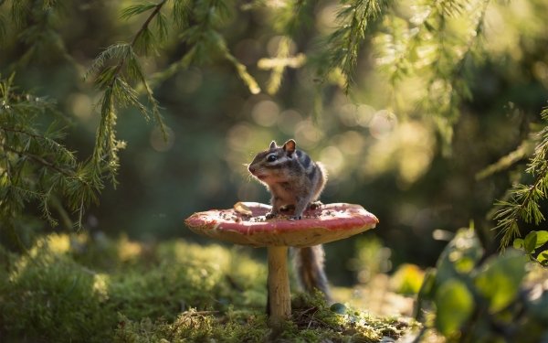 Animal Chipmunk Mushroom HD Wallpaper | Background Image