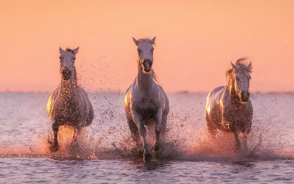 splash Animal horse HD Desktop Wallpaper | Background Image