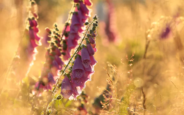 pink flower digitalis nature flower HD Desktop Wallpaper | Background Image