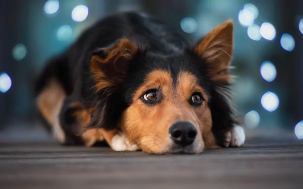 Animal rough collie HD Desktop Wallpaper | Background Image