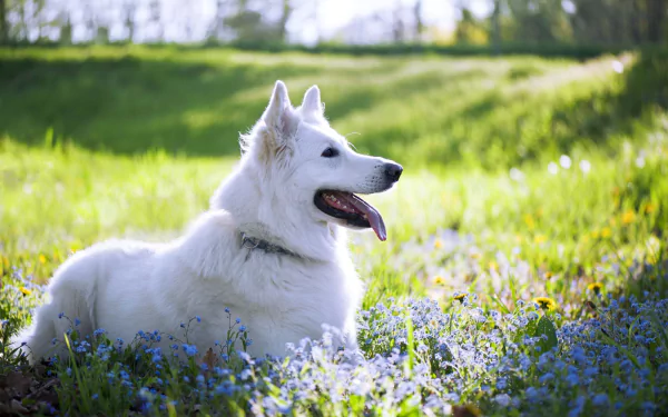Animal swiss shepherd HD Desktop Wallpaper | Background Image