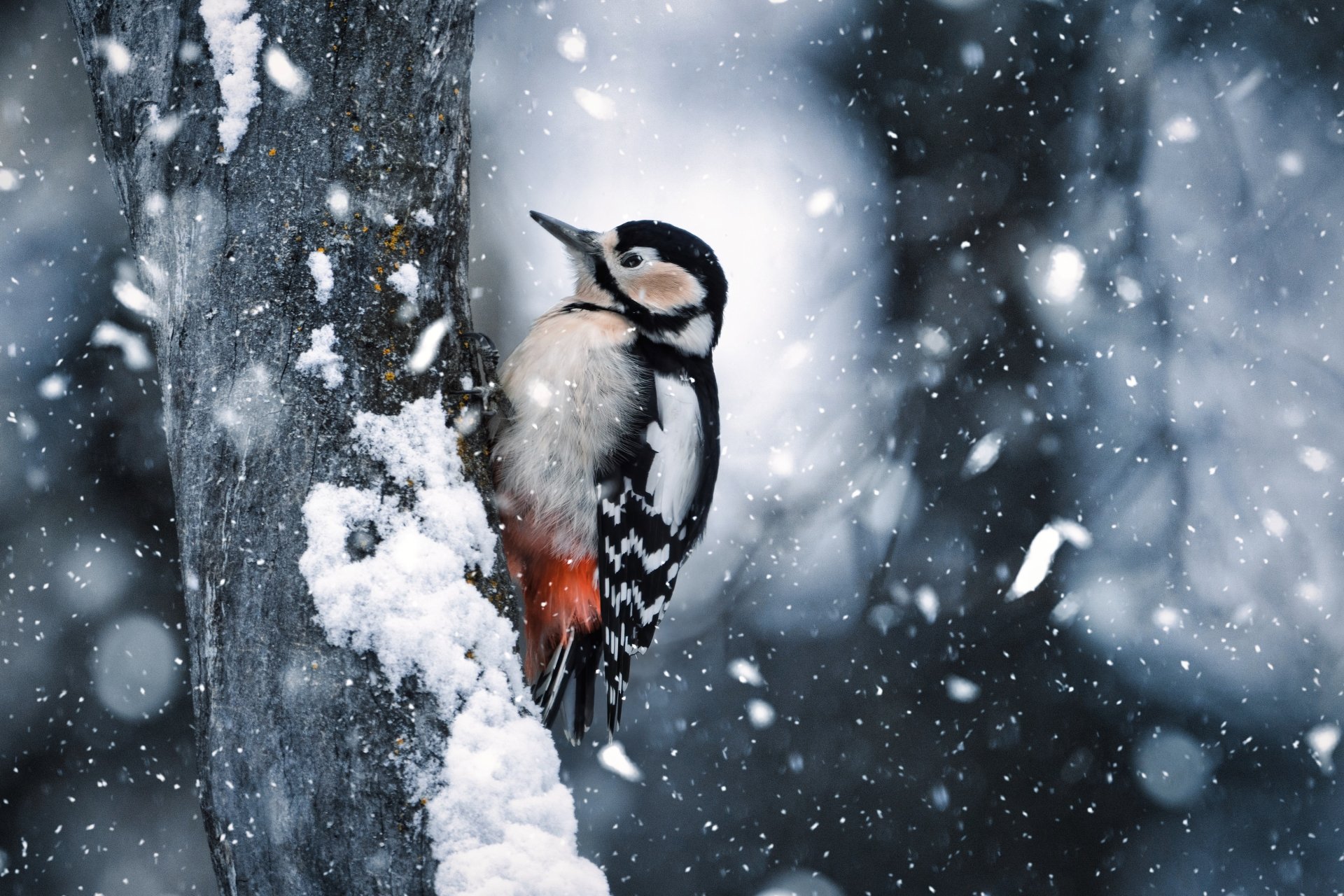 Close-up of a woodpecker perched on a snow-covered tree trunk in winter, captured in stunning 4K Ultra HD for a vivid PC desktop wallpaper.