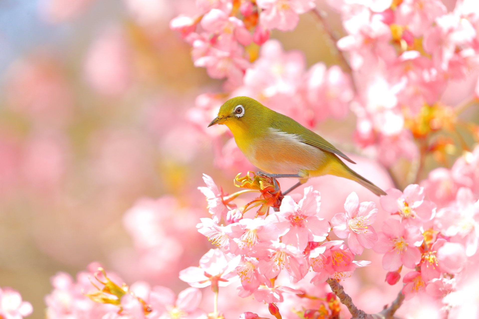 Download Blossom Animal Japanese White-eye 4k Ultra HD Wallpaper
