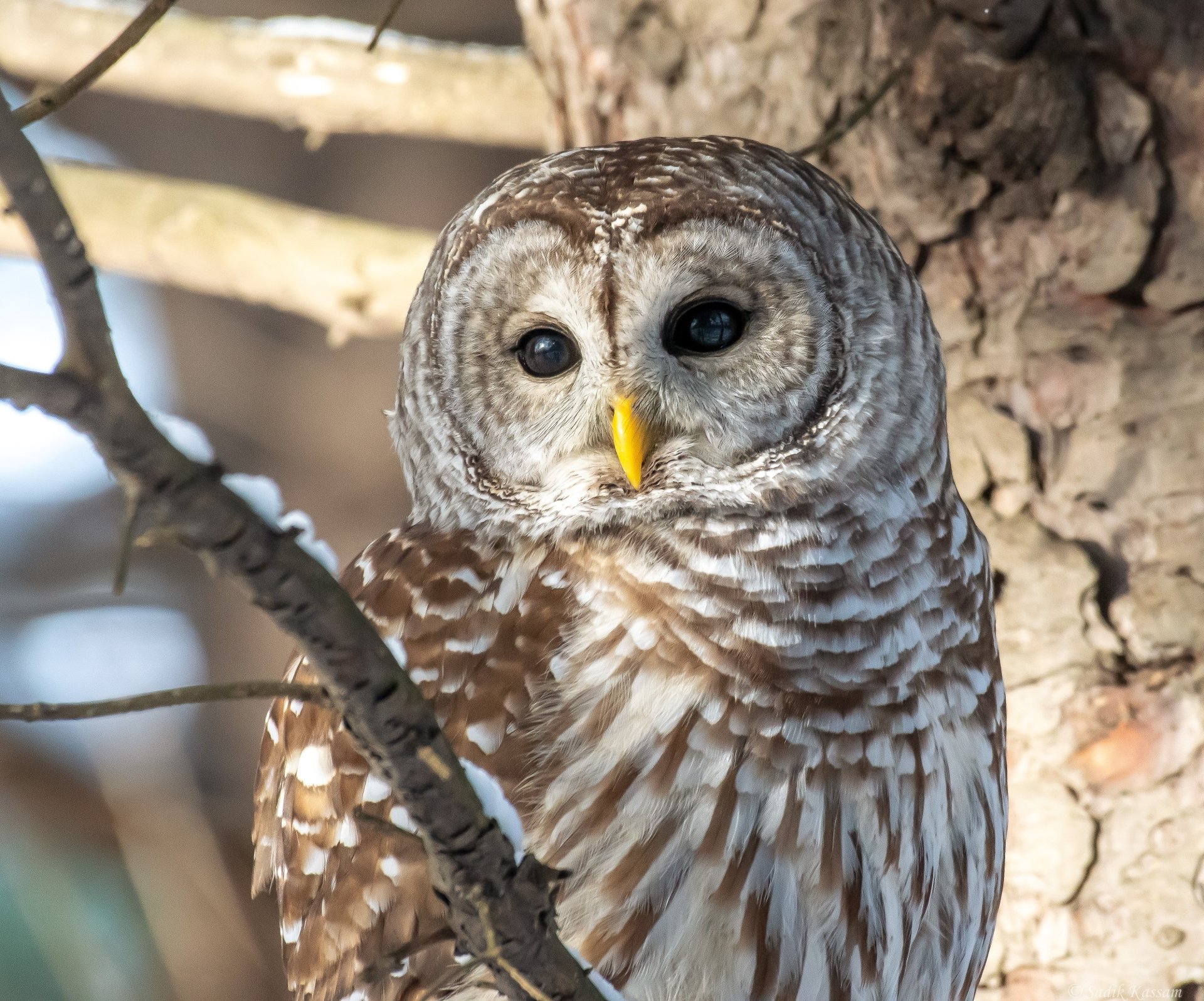 Download Animal Owl HD Wallpaper | 3755x3119 | Wallpaper Abyss