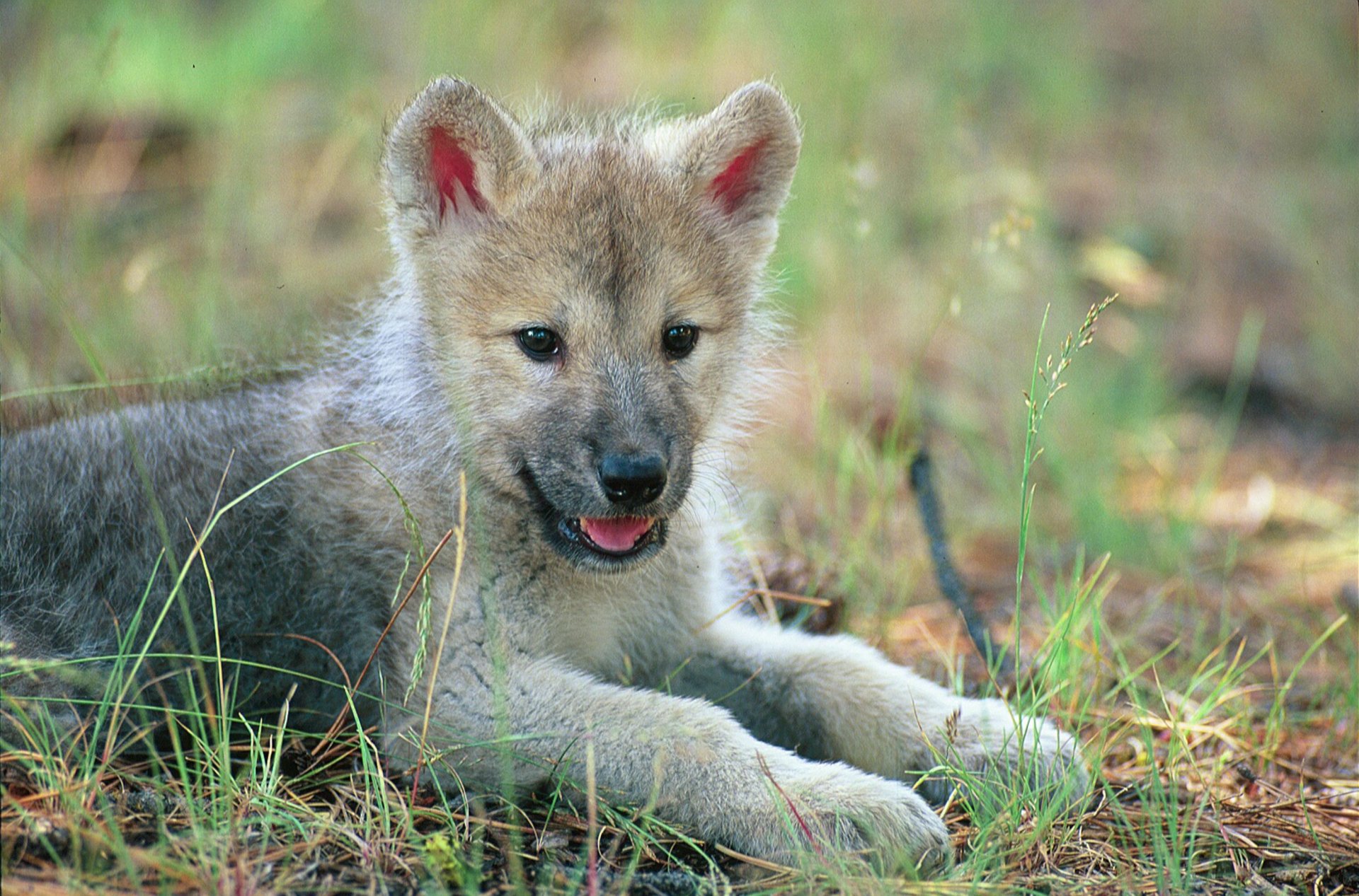 A playful wolf cub lying in grass, showcasing its soft fur and bright eyes, serves as a captivating HD desktop wallpaper and background.