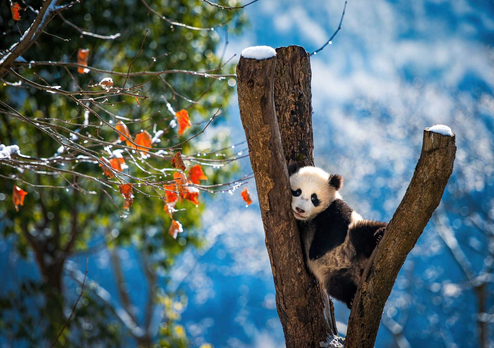 Panda HD Wallpaper