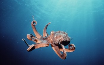 27 Octopus Hd Wallpapers Background Images Wallpaper Abyss Hd Wallpaper Background Image Id 12291 2400x1603 Animal Octopus