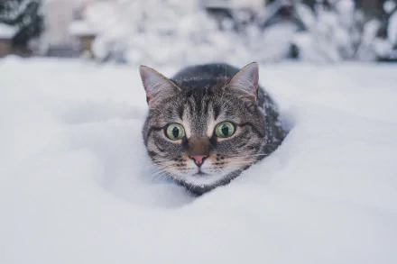 A cat with wide eyes peers out from a blanket of snow. The scene forms a high-definition desktop wallpaper and background, capturing a wintery setting with a curious feline in focus.
