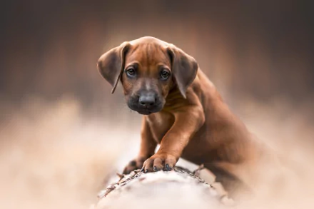 baby animal puppy Animal Rhodesian Ridgeback HD Desktop Wallpaper | Background Image