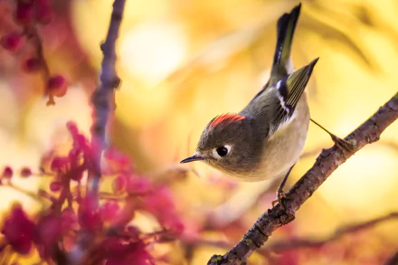 Animal wren HD Desktop Wallpaper | Background Image