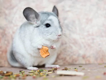 A charming chinchilla enjoys a snack, surrounded by scattered seeds. This high-definition image serves as a delightful animal-themed desktop wallpaper and background.