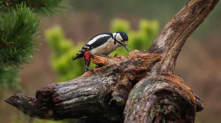 Animal woodpecker HD Desktop Wallpaper | Background Image