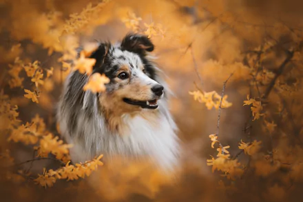 Animal shetland sheepdog HD Desktop Wallpaper | Background Image