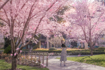 4K Ultra HD Love Live! Superstar!! anime wallpaper featuring Keke Tang standing under blooming cherry blossom trees in a serene park setting on a sunny day.