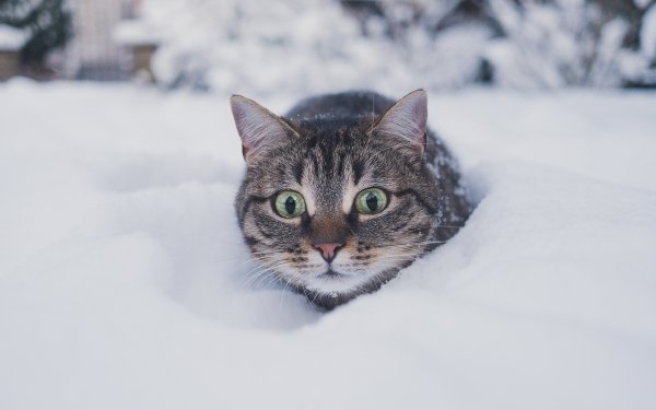 Animal Cat Cats Snow HD Wallpaper | Background Image