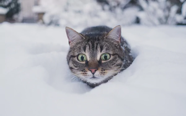 A beautiful snowy landscape captured as a HD desktop wallpaper featuring a cute cat blending into the winter scene.