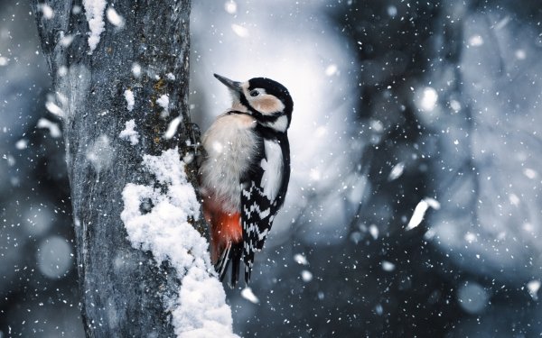 Animal Woodpecker Birds Woodpeckers HD Wallpaper | Background Image