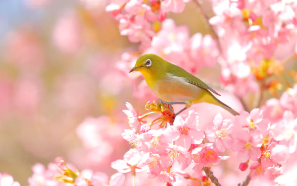blossom Animal Japanese white-eye HD Desktop Wallpaper | Background Image
