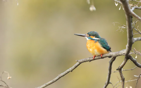 Animal kingfisher HD Desktop Wallpaper | Background Image