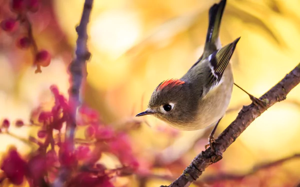 Animal wren HD Desktop Wallpaper | Background Image