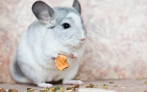 A charming chinchilla enjoys a snack, surrounded by scattered seeds. This high-definition image serves as a delightful animal-themed desktop wallpaper and background.