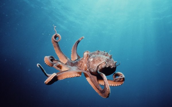 Animal Octopus HD Wallpaper | Background Image