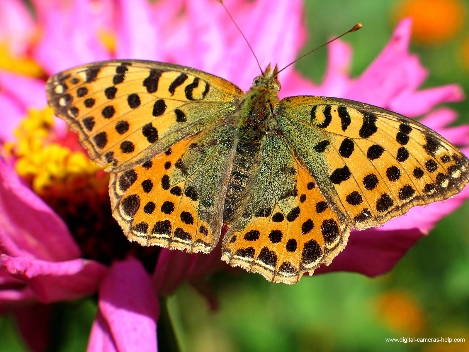 A mesmerizing view of a colorful insect - perfect for nature lovers and desktop backgrounds.