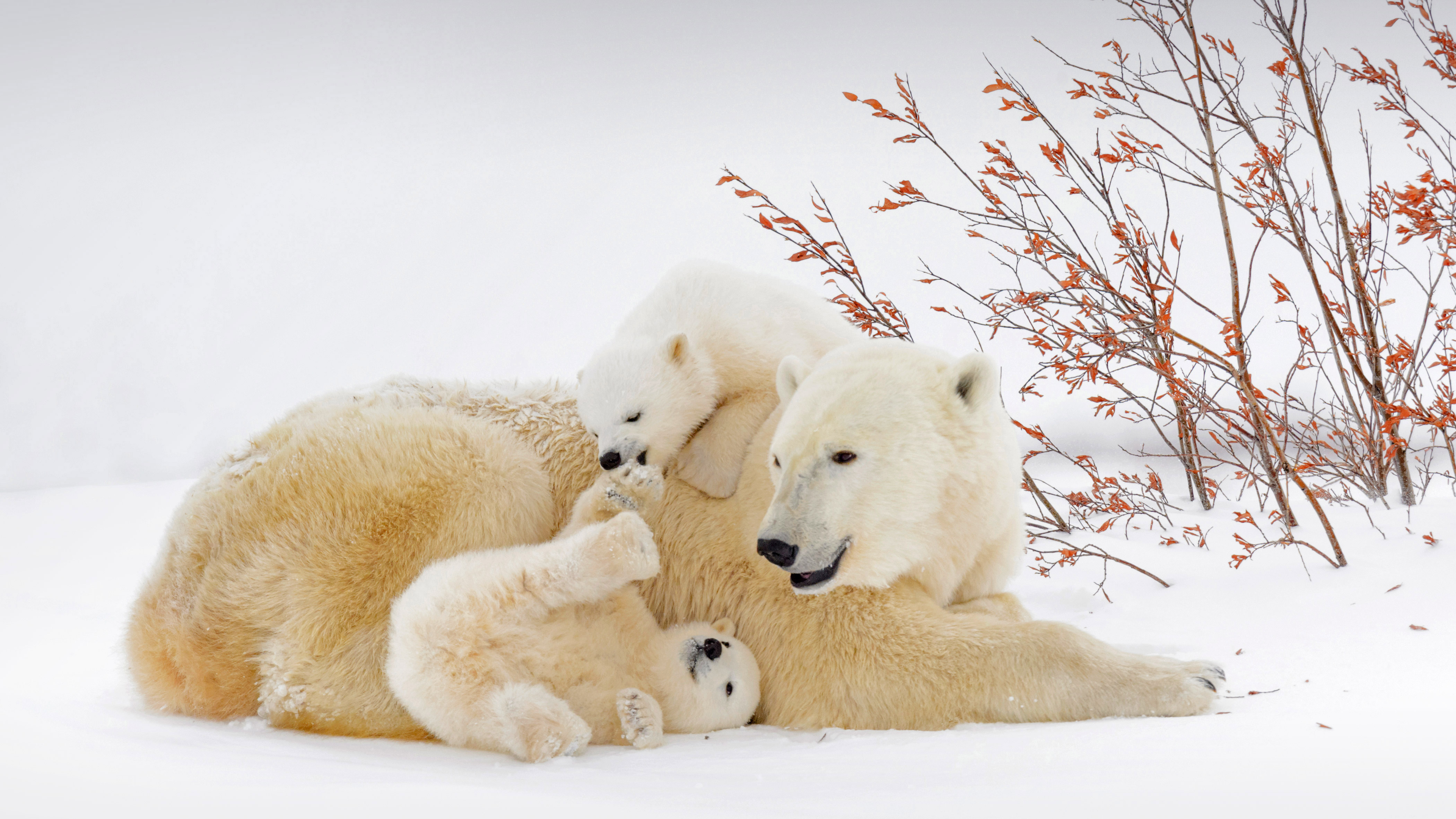 Polar bear mother with cubs in Wapusk National Park, Manitoba, Canada by Andre Gilden