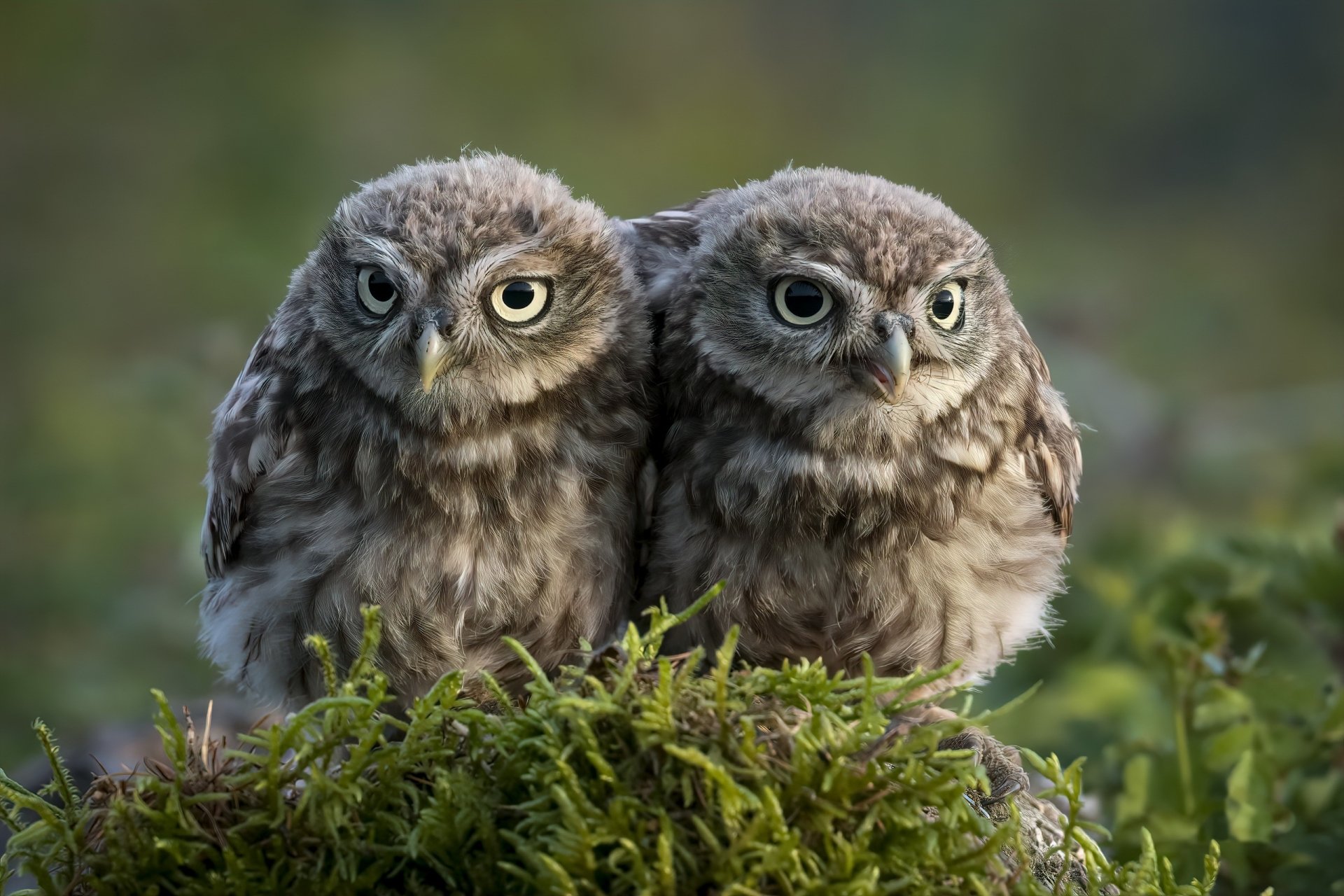 Majestic Owl Duo: Stunning HD Wildlife Wallpaper | 2560x1707 ...